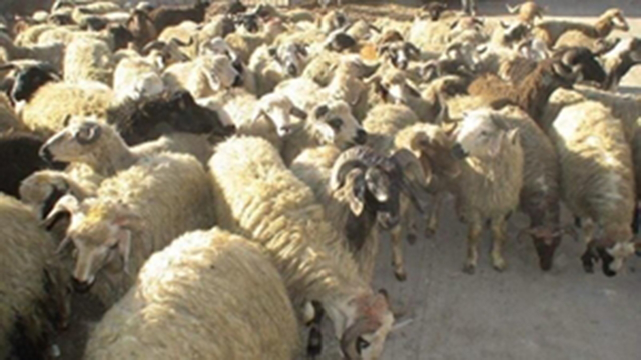 جریمه قاچاقچی دام زنده در لارستان