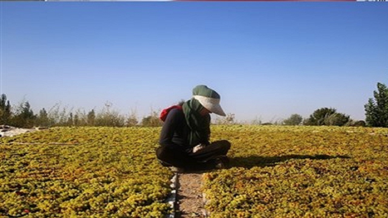 اعطای سهام و تسهیلات به اعضای صندوق های کشاورزی کشور
