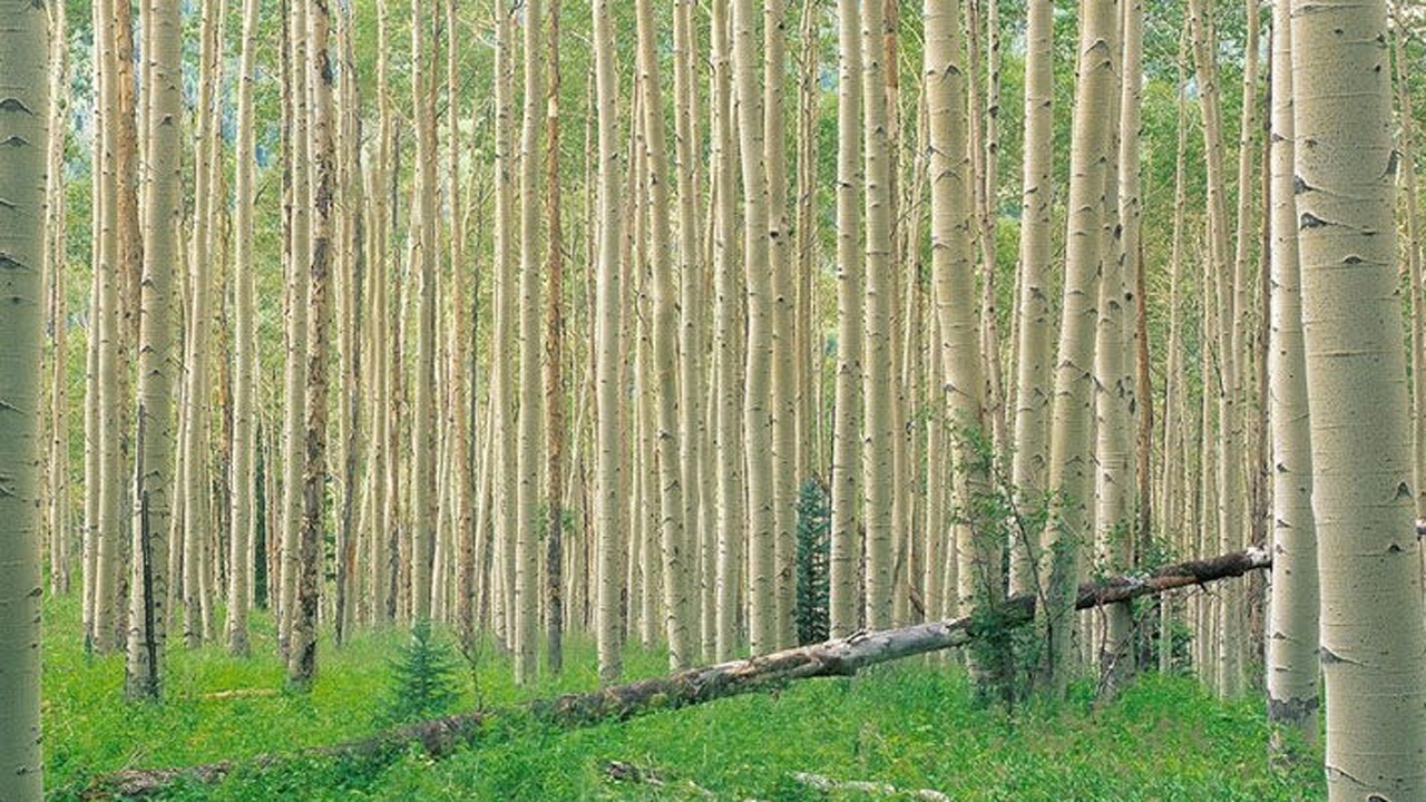 برگزاری کارگاه آموزشی توسعه زراعت چوب در جویم لارستان