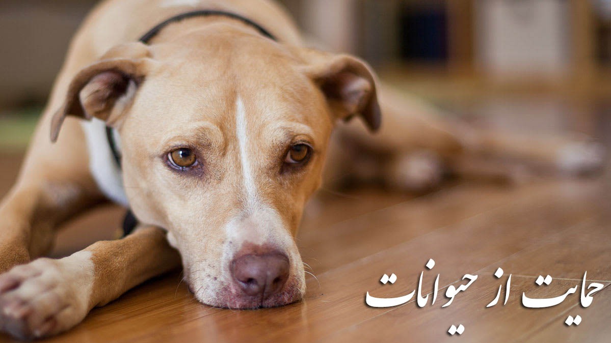 ۴۸ میلیون تومان هزینه صرف ساماندهی سگ‌های بلاصاحب شد