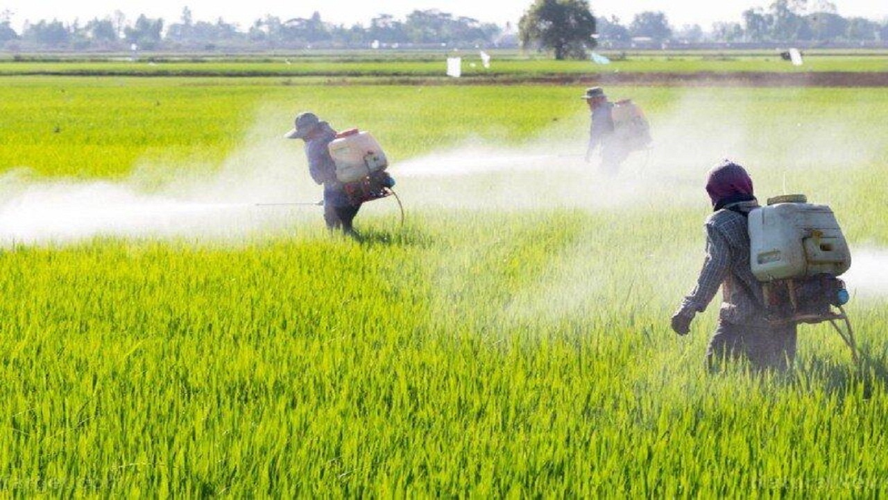 خودداری از بکارگیری علف کش‌ها در دمای زیر ۱۸ درجه سانتیگراد