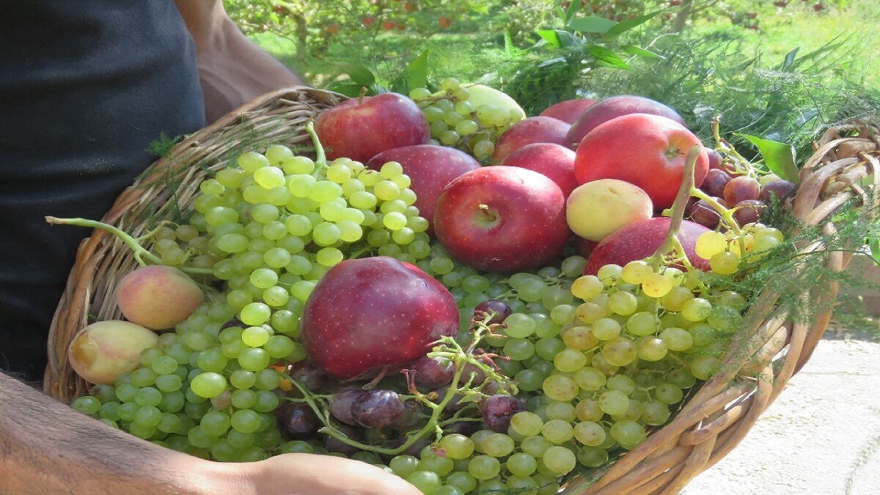 اخذ استاندارد گواهی شده برای ۹ محصول کشاورزی در سمنان