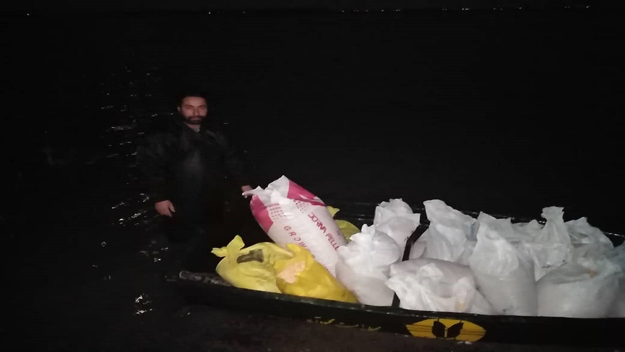 ادامه پذیرایی از قو‌های مهاجر