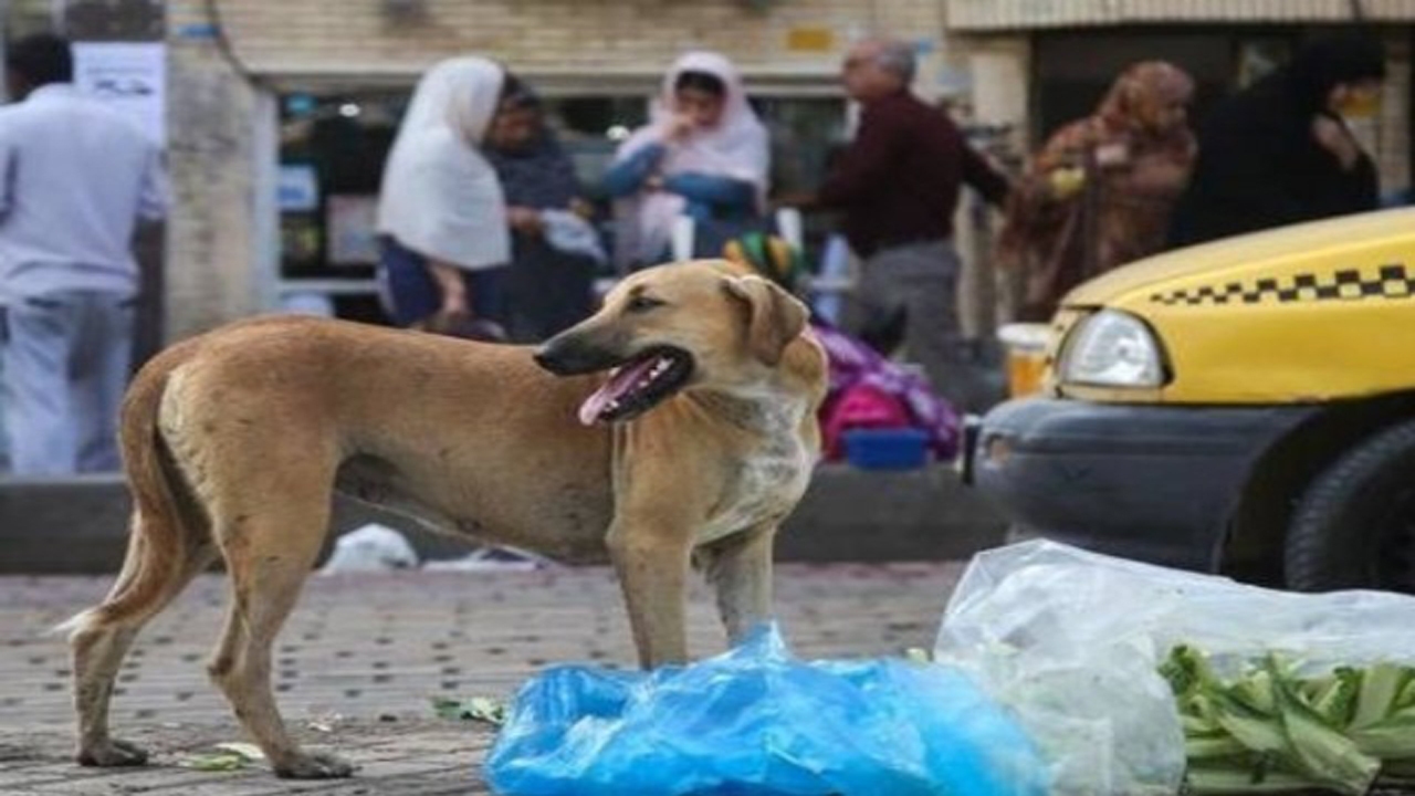 ۲۷ شهروند مهابادی دچار حیوان گزیدگی شدند