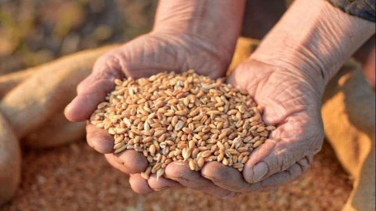 توزیع ۱۵ هزار تن بذر فرآوری شده بین کشاورزان دهلران