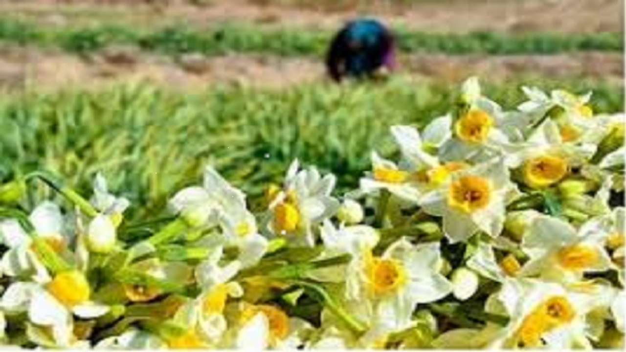 افزایش ۶۰ درصدی خرید توافقی گل نرگس خوسف
