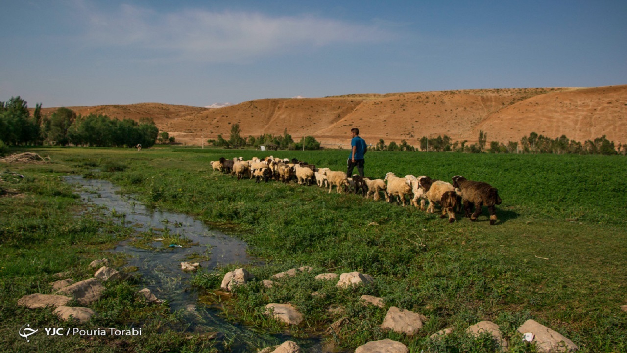 رشد ۳۵ هزار تنی تولید گوشت قرمز توسط عشایر طی ۵ سال