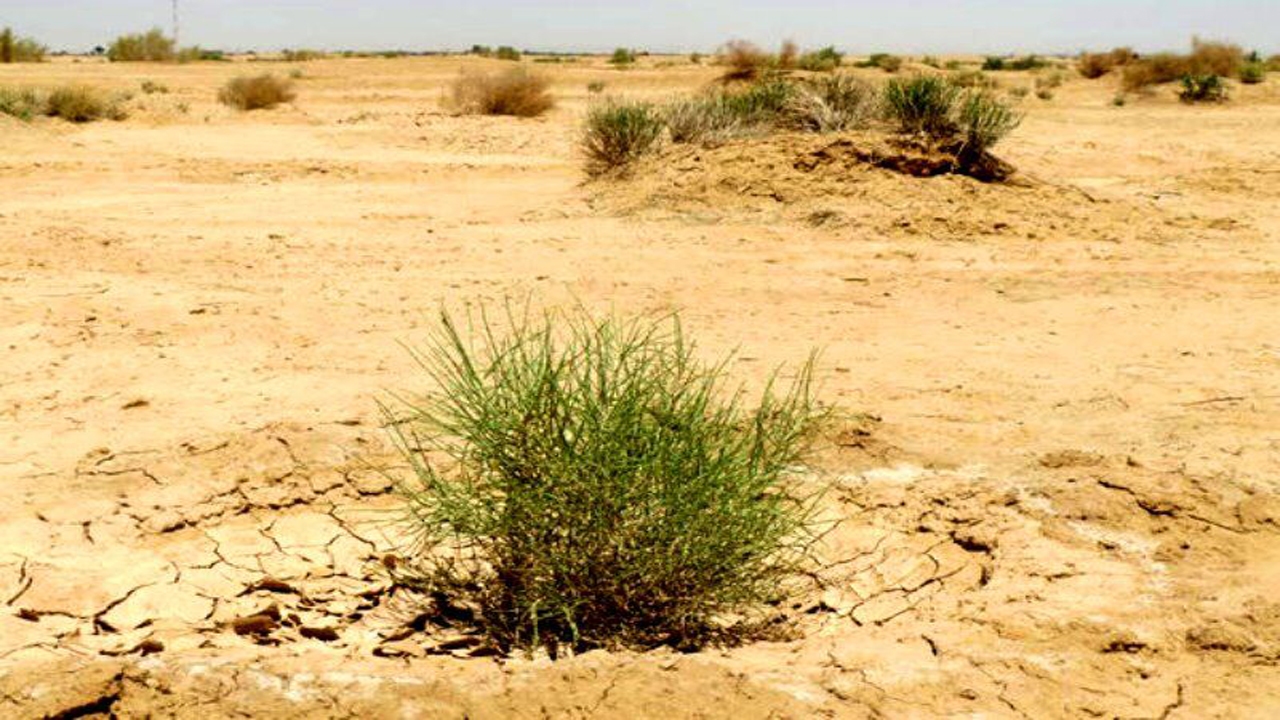 بیابان‌زدایی در جازموریان با کهور پاکستانی