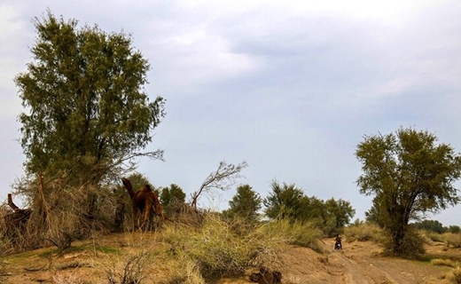 بیابان&zwnj;زدایی در جازموریان با کهور پاکستانی