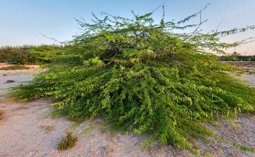 بیابان&zwnj;زدایی در جازموریان با کهور پاکستانی