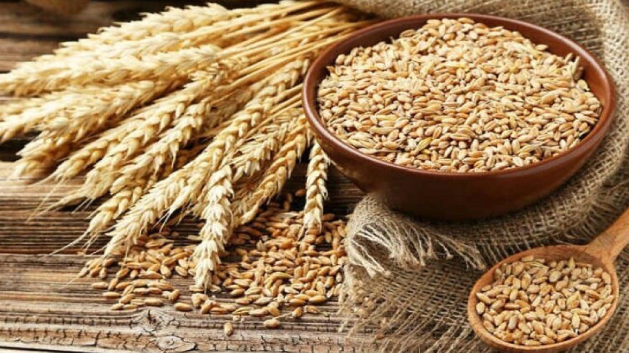 توزیع بیش از ۶ هزار تن بذر گندم بین کشاورزان خوزستانی