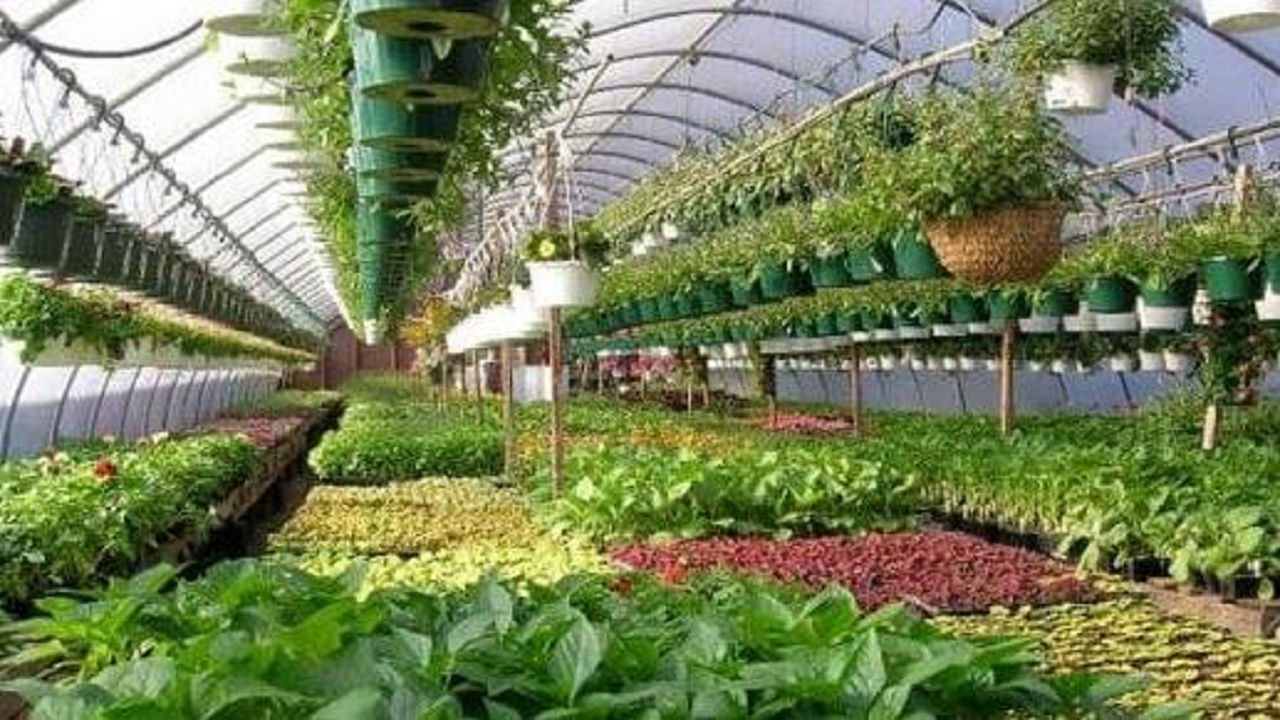 صدور ۴۳ مجوز ساخت گلخانه مقیاس کوچک در جویبار