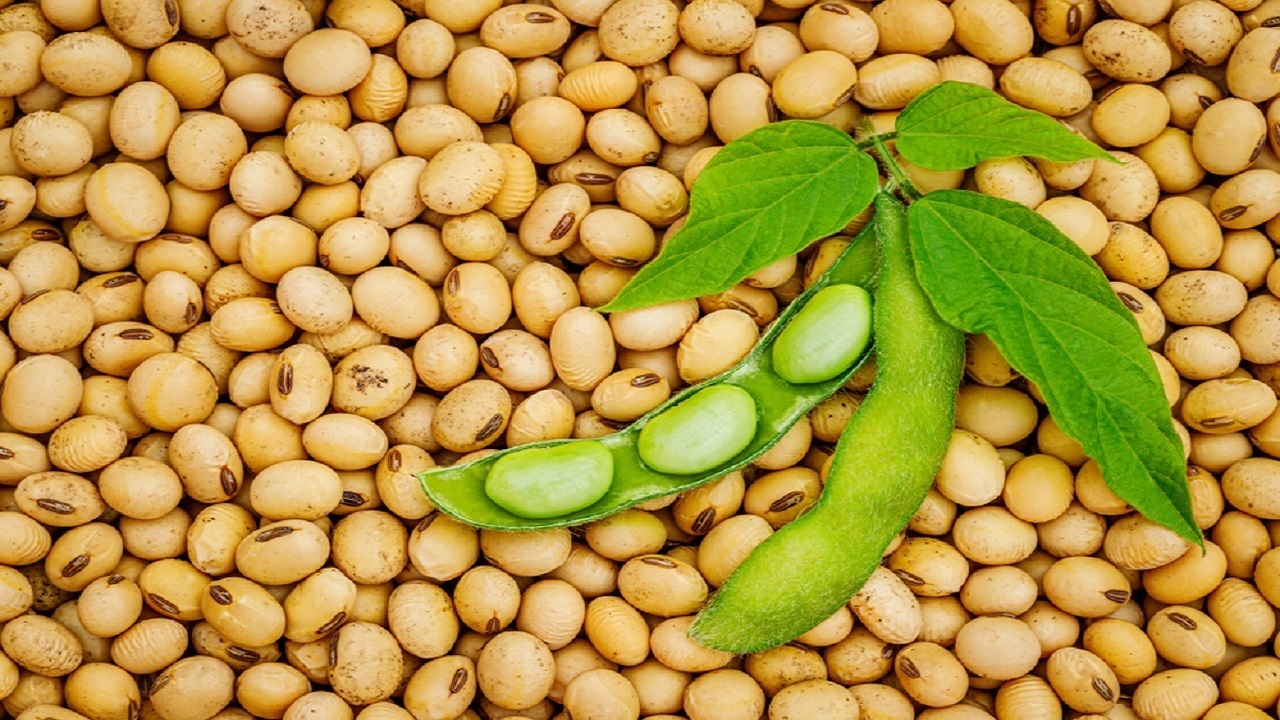 فواید شگفت‌انگیز پروتئین سویا