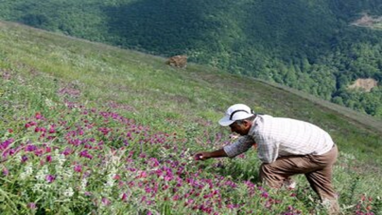 کاشت بیش از ۶ هزار هکتار گیاهان دارویی در تربت جام