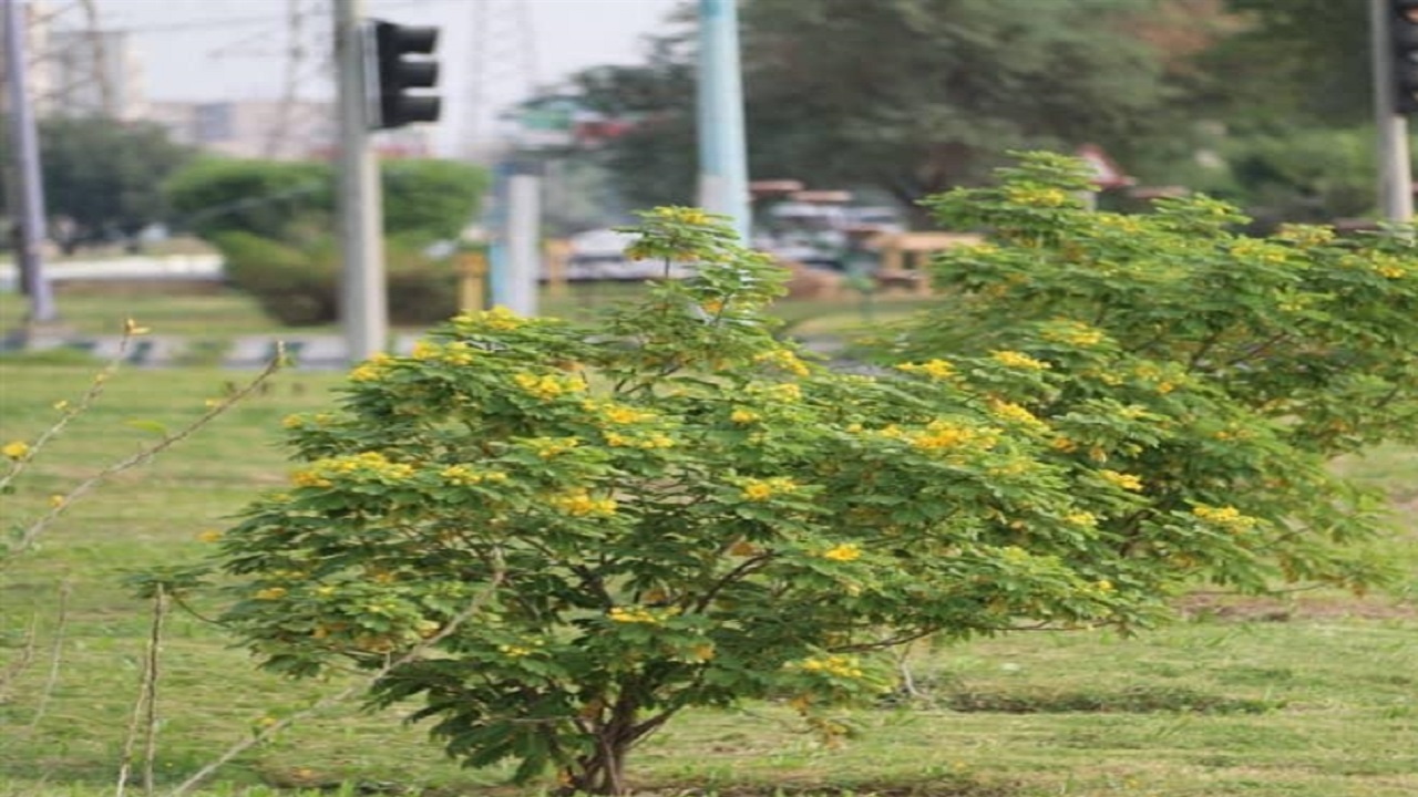 کاشت ۳۰۰ اصله درخت برهان گلی در اهواز
