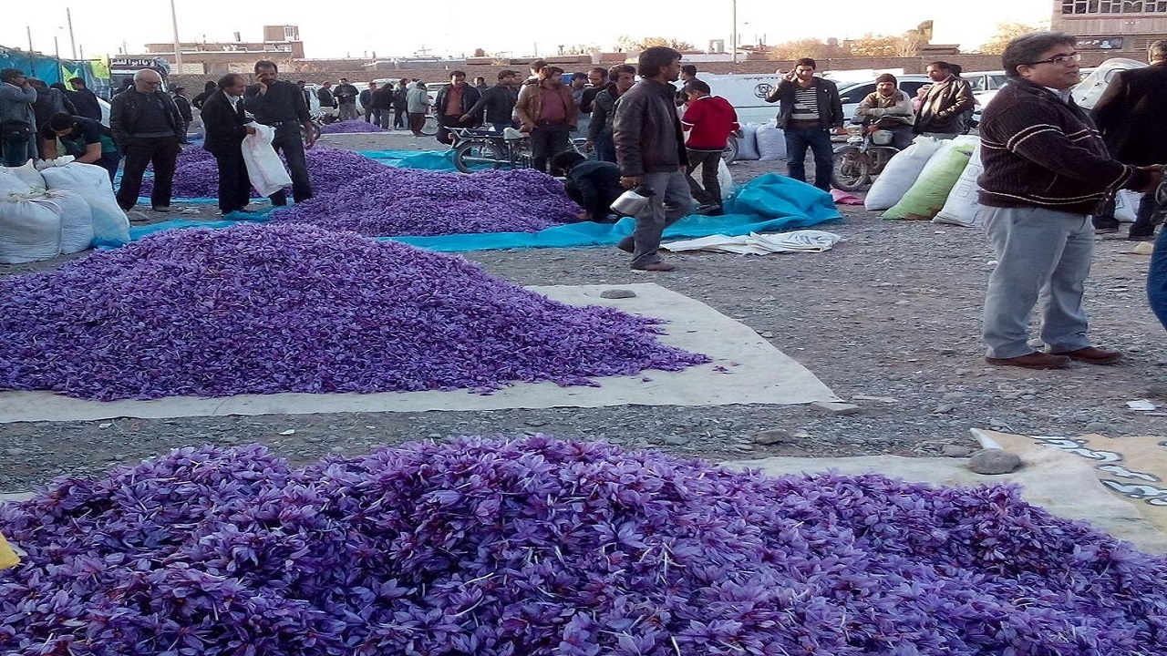خرید حمایتی ۷۲۷ کیلوگرم زعفران از کشاورزان مشهدی