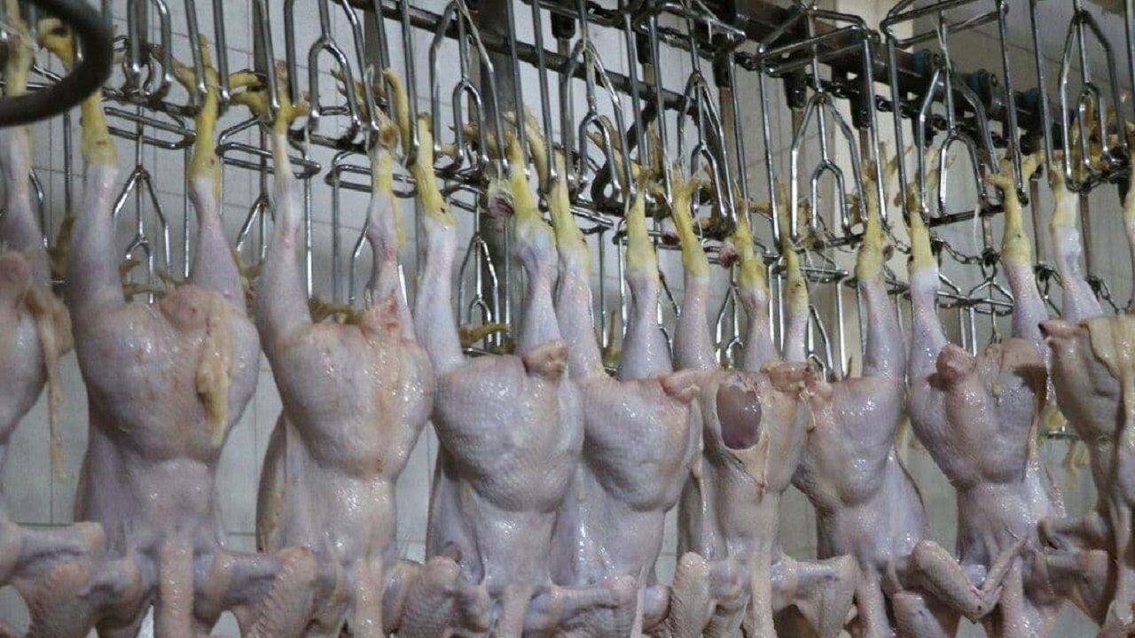 فعالیت کشتارگاه‌های طیور شاه کلید موفقیت در توسعه صنعت مرغداری است