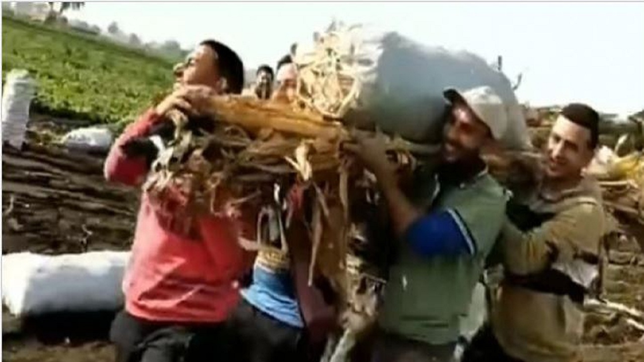 شوخی جالب کشاورزان مصری در اعتراض به افزایش قیمت سیب‌زمینی + فیلم