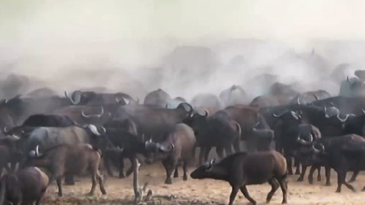ماجرای نفسگیر شیری که قربانی حمله به گاومیش ها شد!