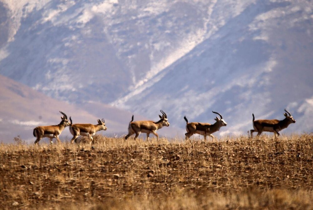 افزایش ۱۰ درصدی گونه‌های جانوری در استان همدان