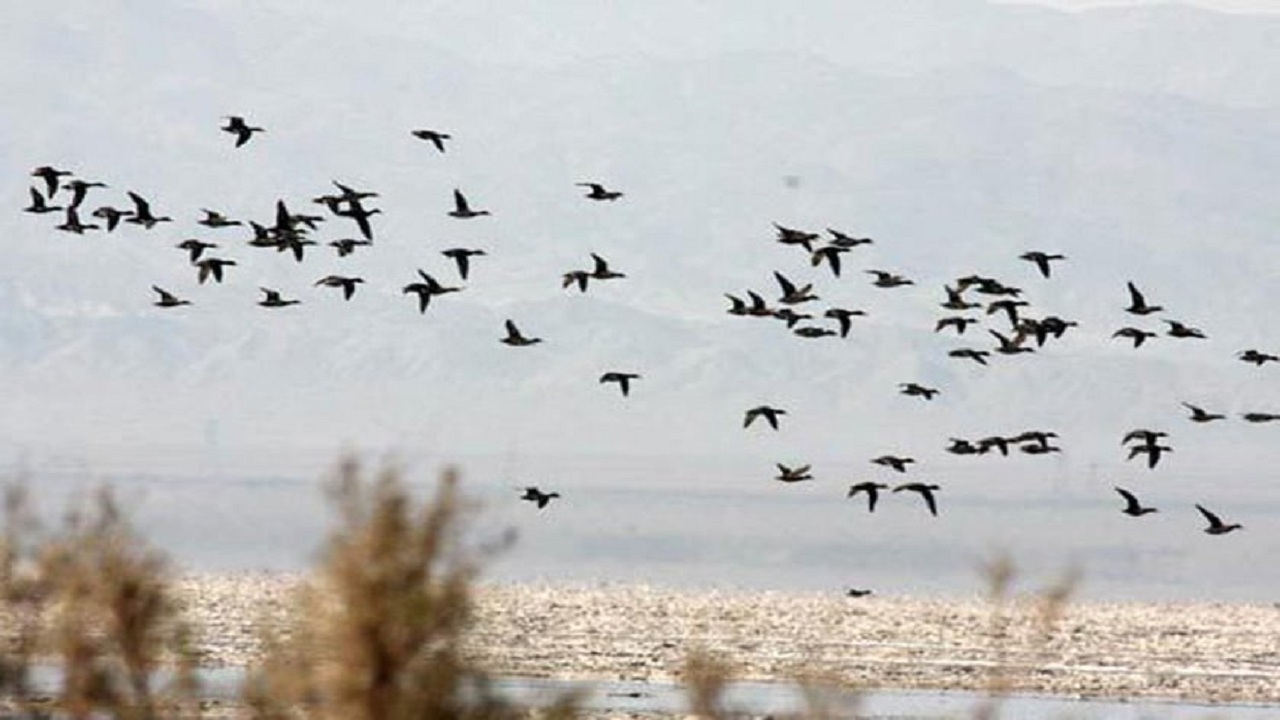 کاهش مهاجرت پرندگان به تالاب کجی نهبندان