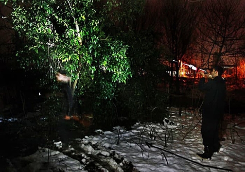 کشتار شبانه گنجشک&zwnj;ها در مازندران