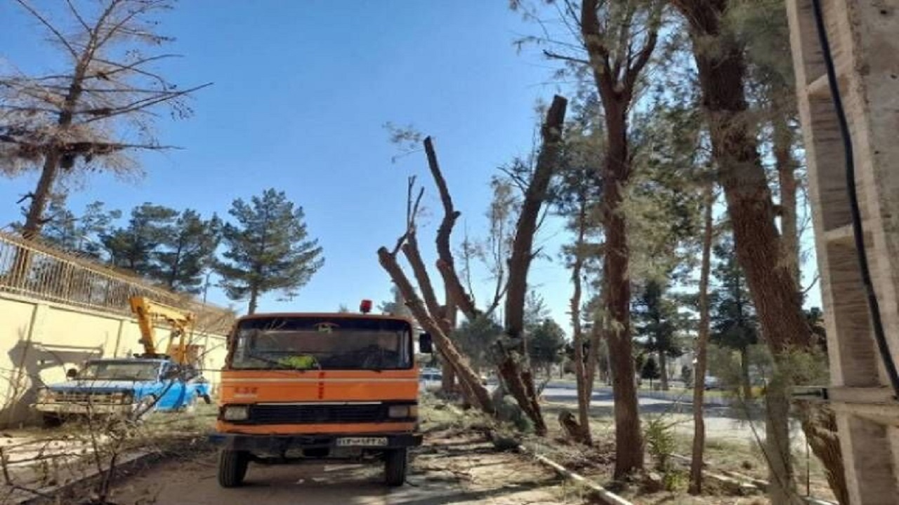 درختان بلوار مطهری زاهدان برای جلوگیری از بروز خطر سبک‌سازی شده است