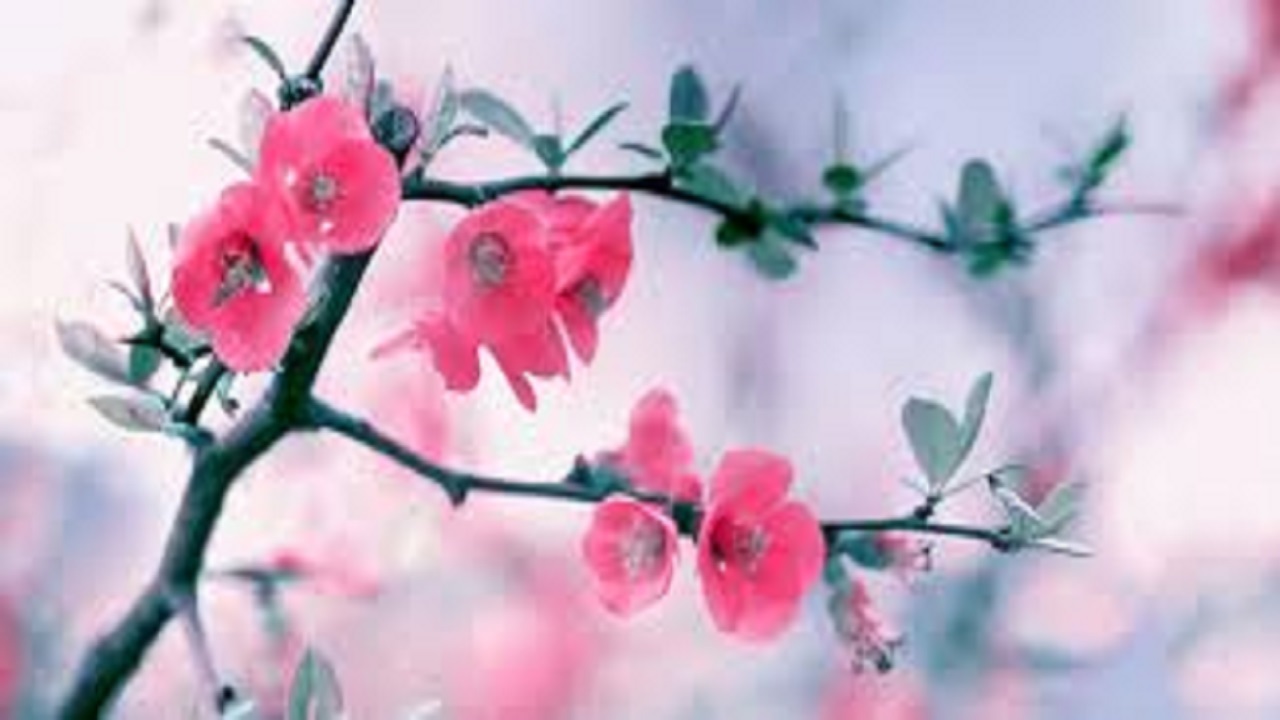 شروع بهار کُردی چه زمانی است؟