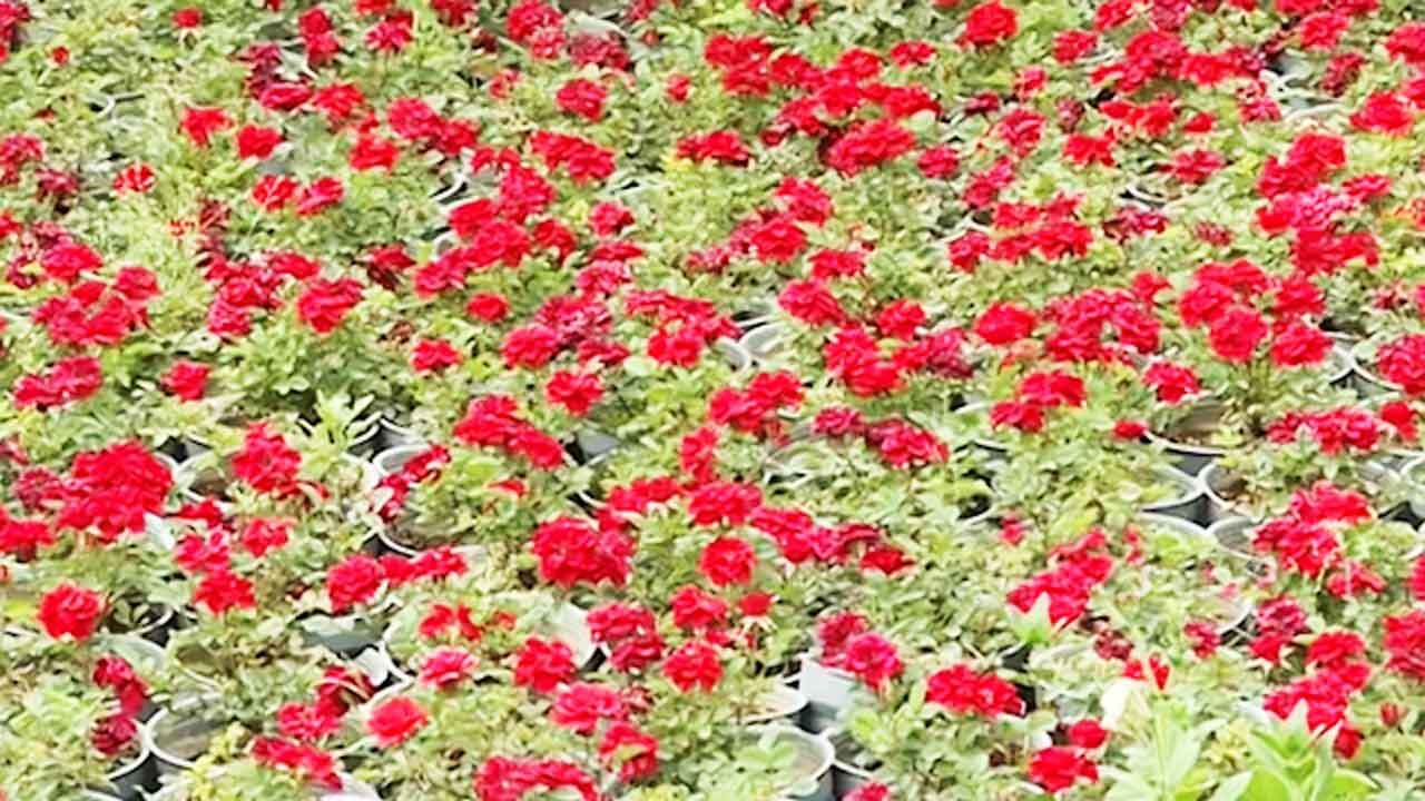 گلستانی در دل کویر + فیلم