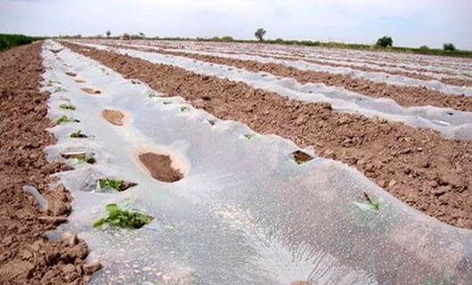 پسماندهای پلاستیکی سرگردان ناشی از کشت در زمینهای کشاورزی بلای جان طبیعت پسماندهای پلاستیکی سرگردان ناشی از کشت در زمینهای کشاورزی بلای جان طبیعت