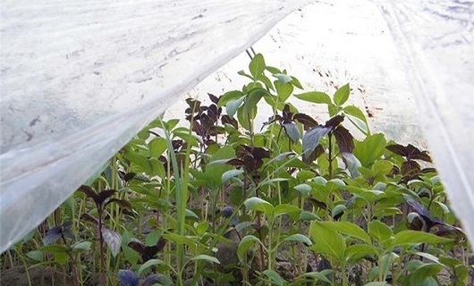 پسماندهای پلاستیکی سرگردان ناشی از کشت در زمینهای کشاورزی بلای جان طبیعت پسماندهای پلاستیکی سرگردان ناشی از کشت در زمینهای کشاورزی بلای جان طبیعت