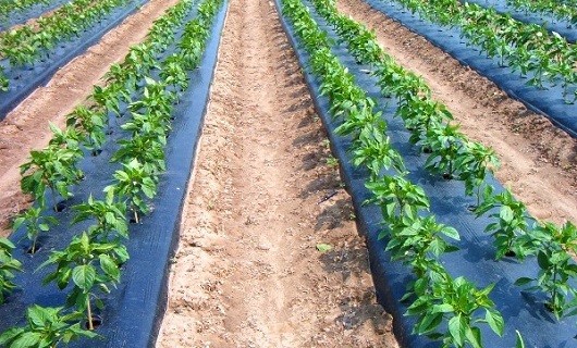 پسماندهای پلاستیکی سرگردان ناشی از کشت در زمینهای کشاورزی بلای جان طبیعت پسماندهای پلاستیکی سرگردان ناشی از کشت در زمینهای کشاورزی بلای جان طبیعت