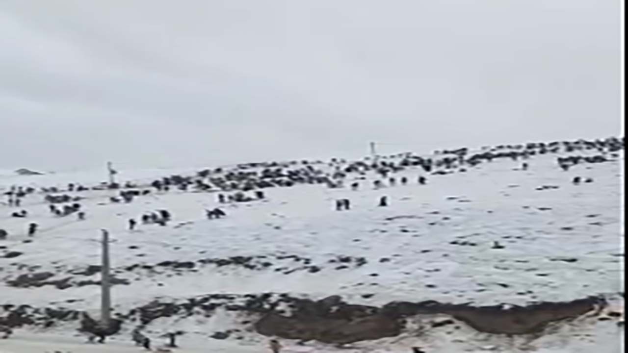 از