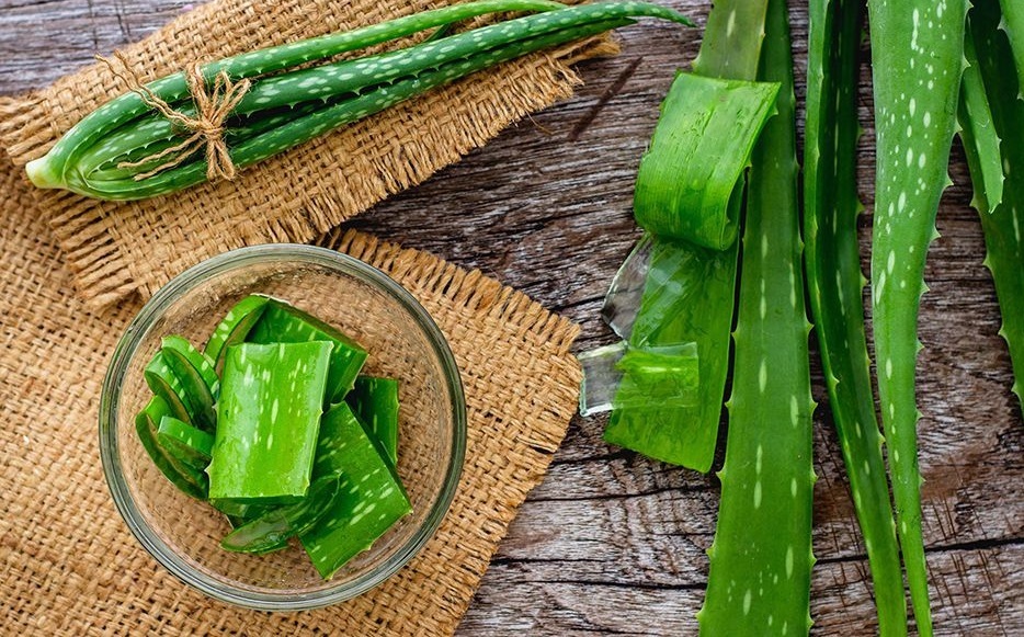گیاه دارویی آلوئه ورا