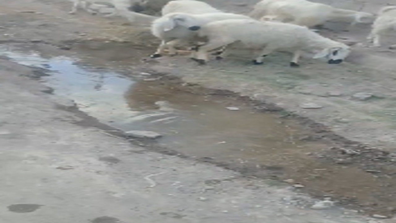 شکستگی لوله و نشت آب شرب در معابر روستای قناد + فیلم
