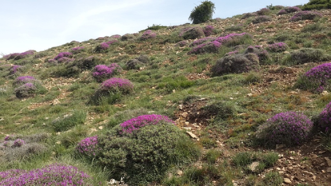 فرصت یکساله برای تمدید و پرداخت عوارض پروانه چرای دام در استان سمنان