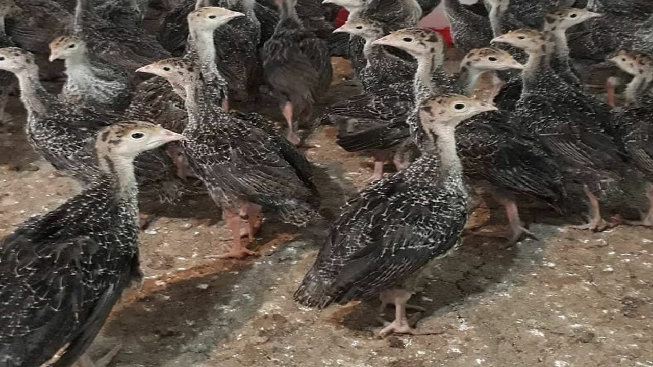 کشف ۲ هزار قطعه جوجه بوقلمون فاقد مجوز در بشرویه