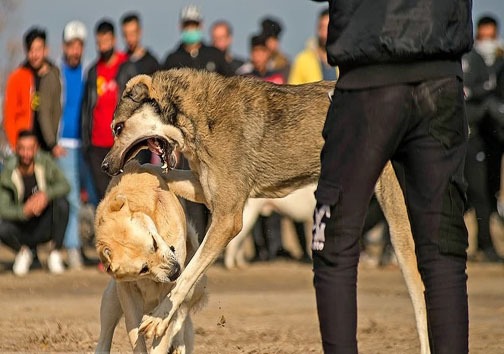 جنگ خونبار سگ&zwnj;ها در گلوگاه + تصاویر