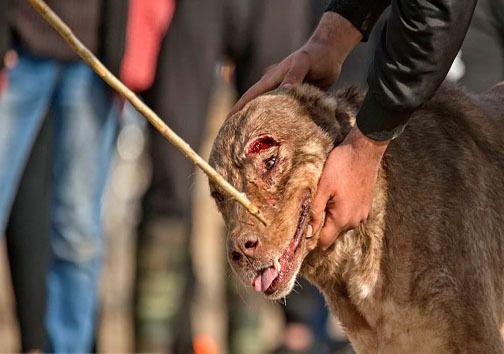 جنگ خونبار سگ&zwnj;ها در گلوگاه + تصاویر
