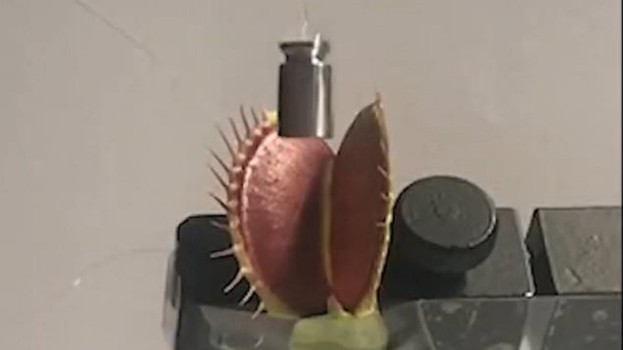ربات ونوس مگس‌خوار ساخته شد