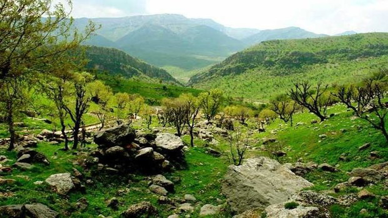 نخستین جلسه ستاد ملی حمایت از جنگل‌های زاگرس برگزار شد