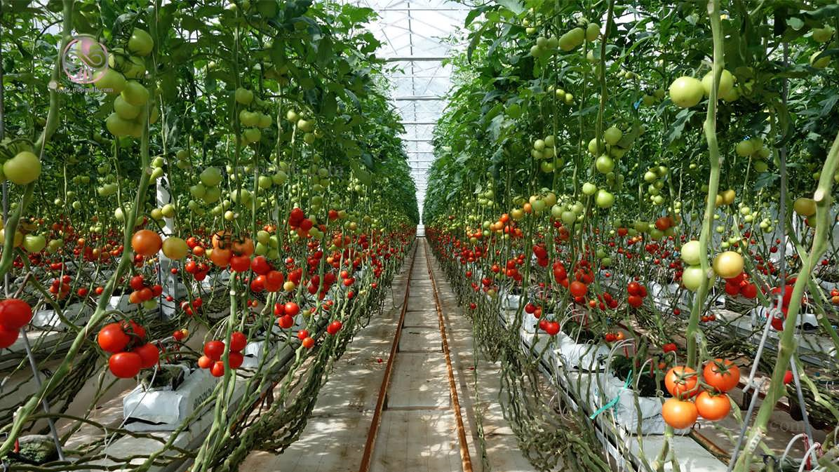 بهره برداری از ۴ گلخانه و کتابخانه عمومی در شهرستان کبودراهنگ