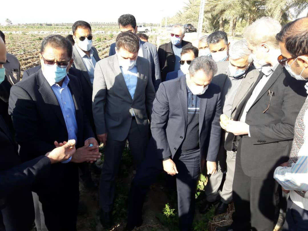 بازدید وزیر جهادکشاورزی از مزارع آسیب دیده از سرما در جیرفت