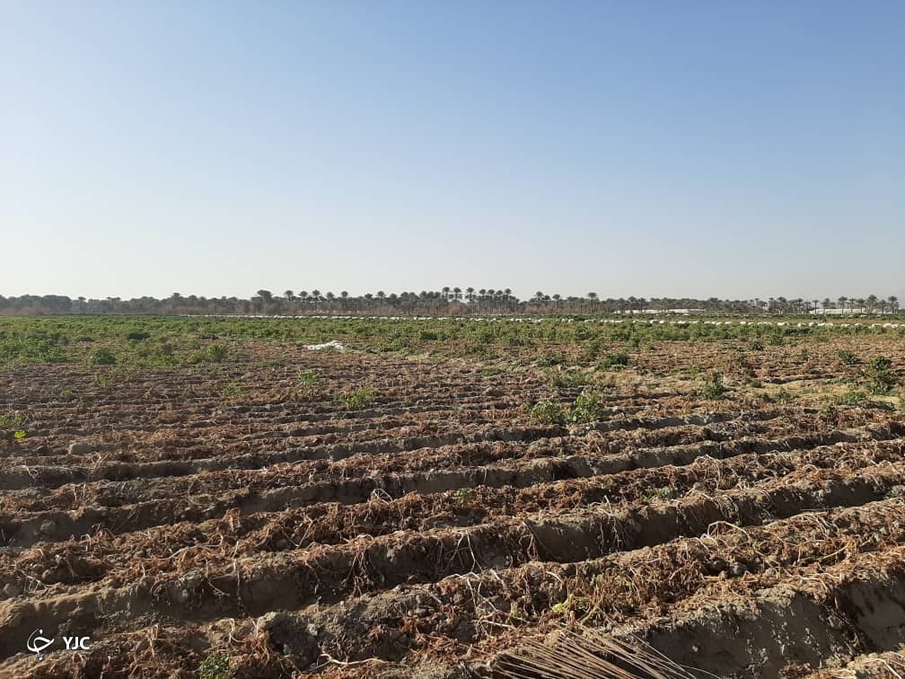 بادید وزیرجهادکشاورزی از مزارع آسیب دیده از سرما  در جیرفت