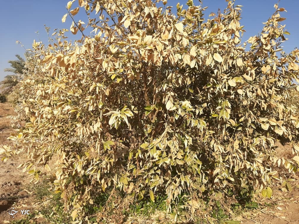 مزارع آسیب دیده از سرما در جیرفت 