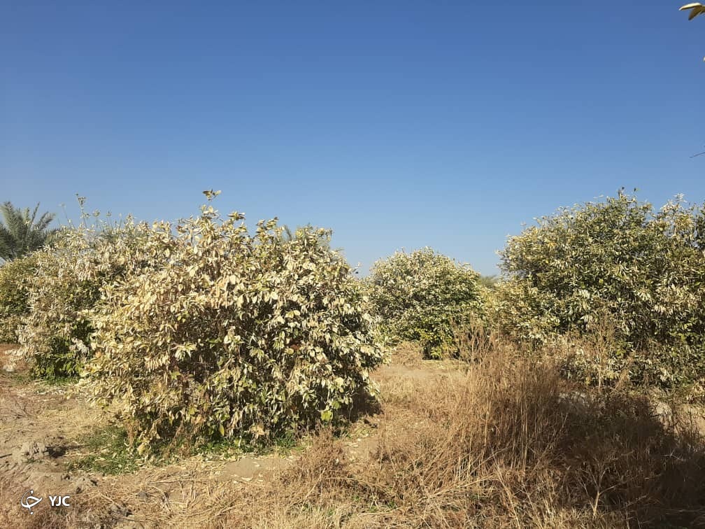 مزارع آسیب دیده از سرما در جیرفت 