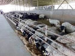 بهره برداری از دامداریگوسفند داشتی و شرکت بسته بندی تخم مرغ در همدان