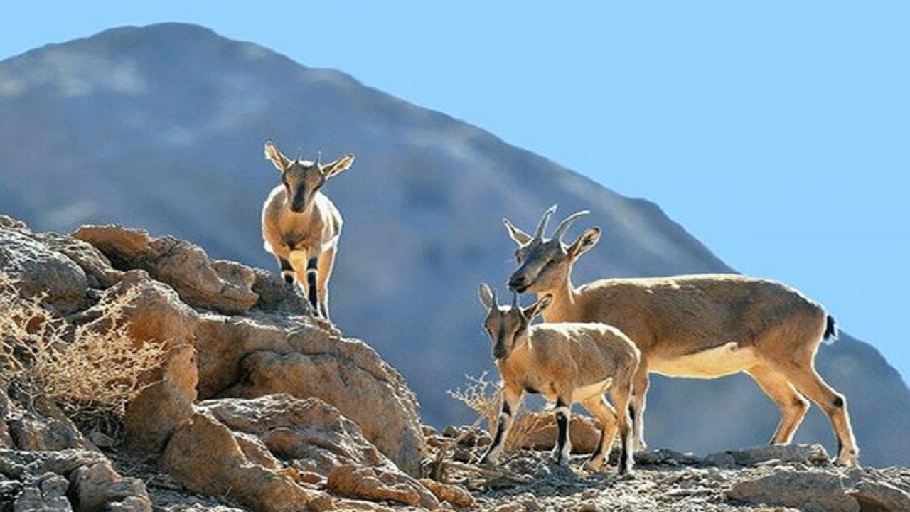 نصب تابلو‌های زیست محیطی در منطقه شکار ممنوع دربند مشکول