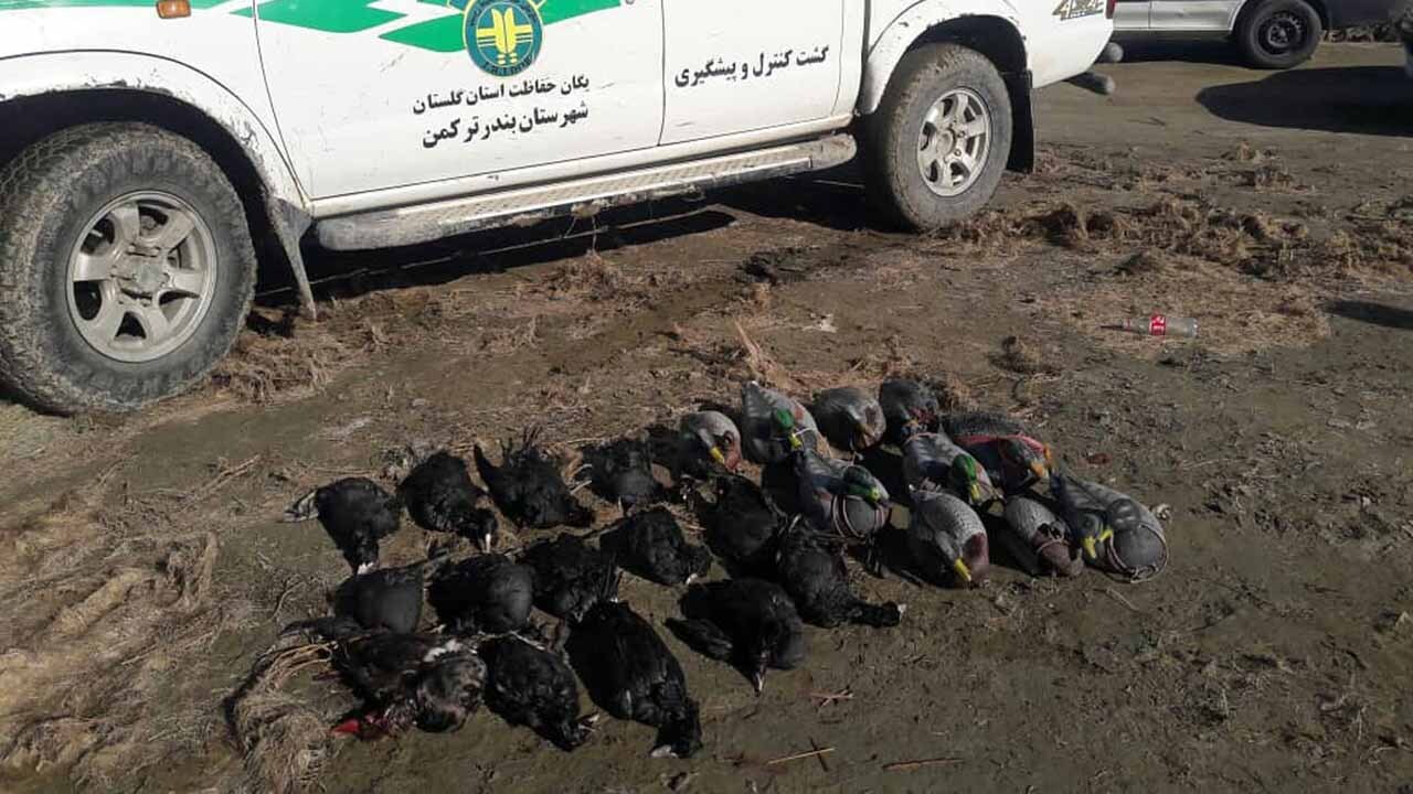 کشف پرندگان وحشی شکار شده در شهرستان ترکمن