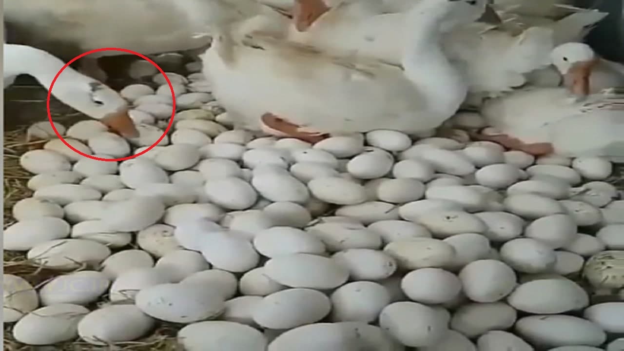 شمارش دقیق انبوه تخم‌ها توسط دو غاز! + فیلم